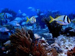 Movin On! These Porkfish make there way across one of Coz... by Steven Anderson 
